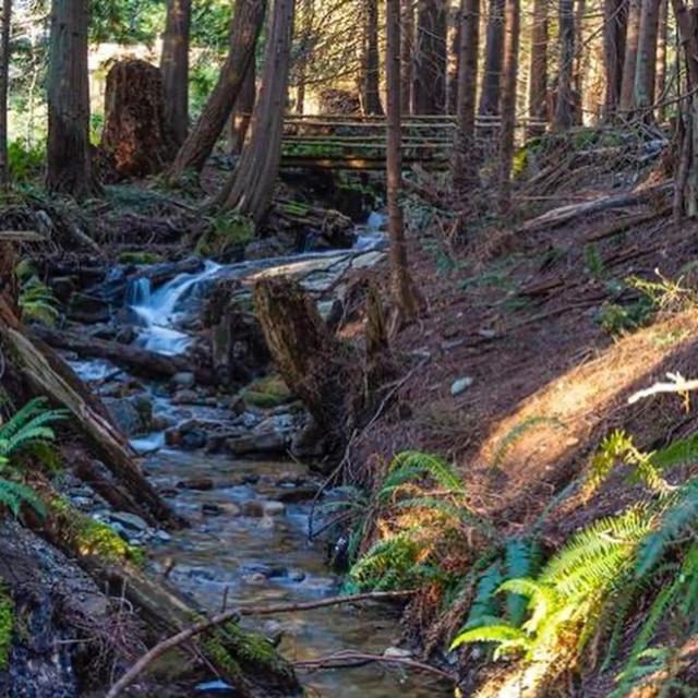 Forest Haven Hideaway Roberts Creek Kültér fotó